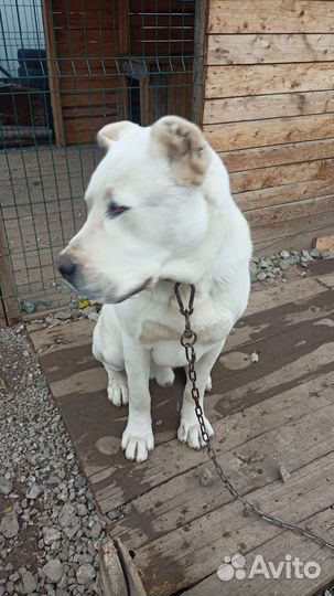 Вязка алабай