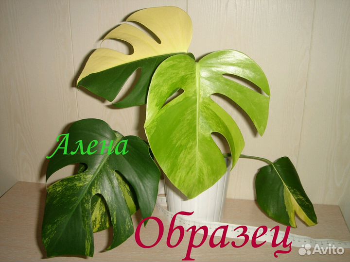 Монстера желтая, Адансона вариегатная