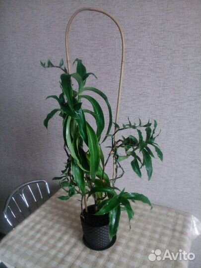 Растение золотой ус