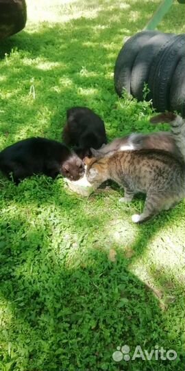 Котята от лесных кошек