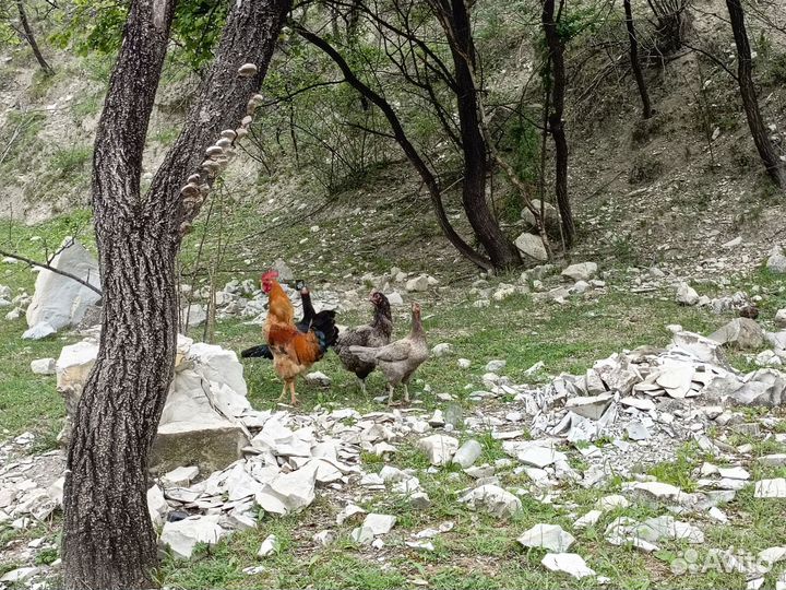 Куры домашние