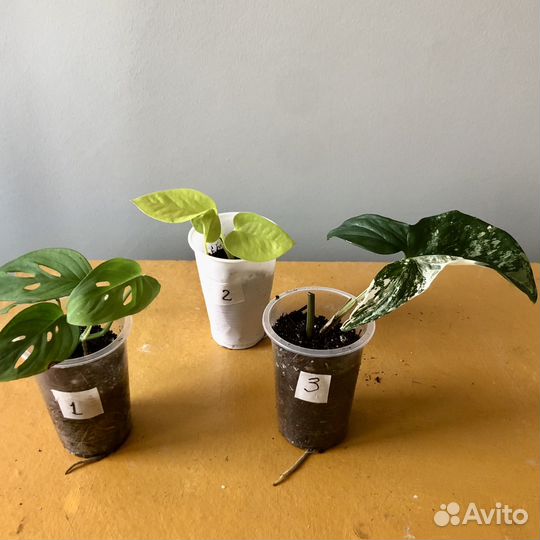 Комнатные цветы отростки