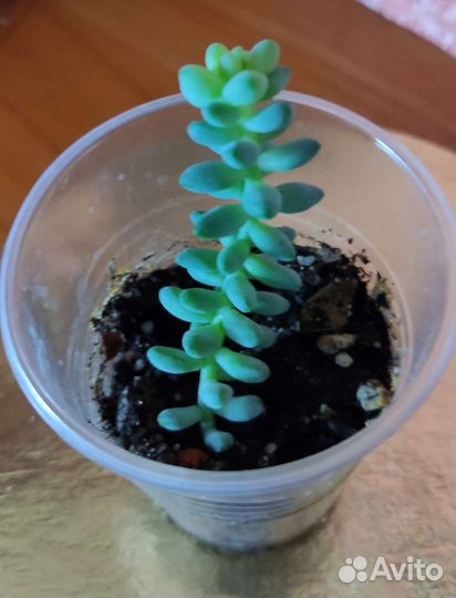 Седум буррито