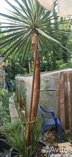 Пальма юкка