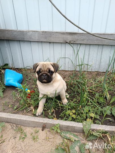 Мопс девочка 4 месяца