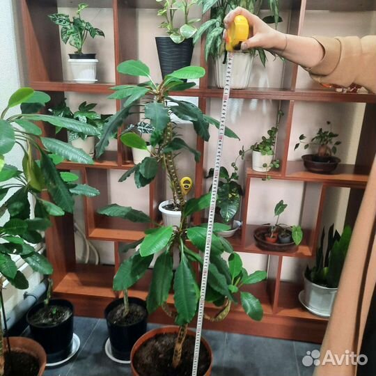 Молочай большой беложильчатый