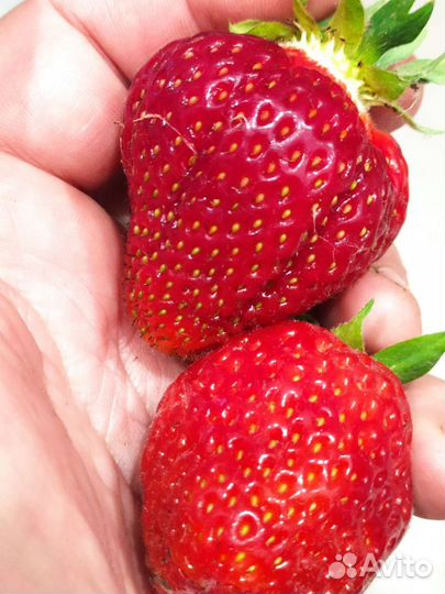 Клубника, ежевика, шелковица, гортензии