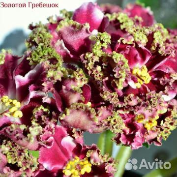 Стрептокарпусы, фиалки, оксалисы