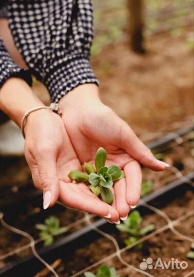 Сеянцы эустомы оптом