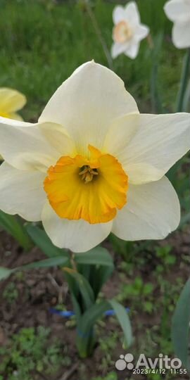 Луковицы нарциссов