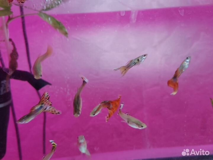 Аквариумные рыбки