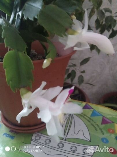 Декабрист белый