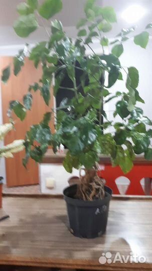 Радермахера бонсай