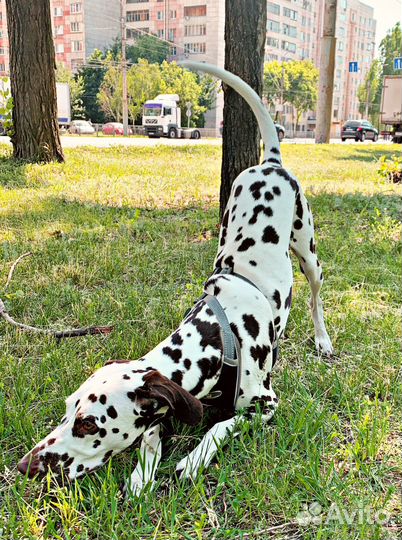 Далматин вязка