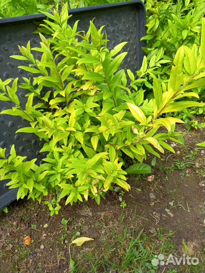 Многолетники садовые