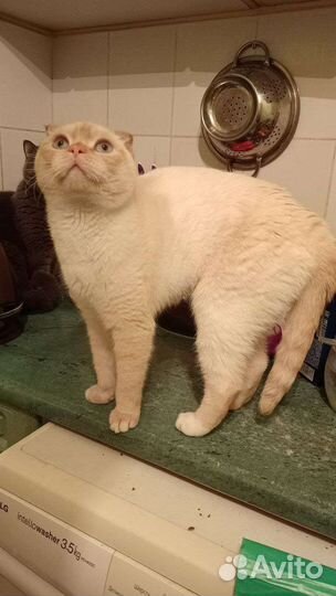 Шотландский кот в добрые руки