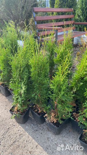 Туя Смарагд 70-90 см из питомника