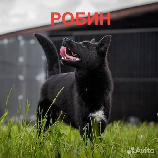 Собака бесплатно