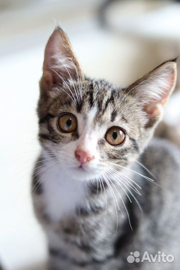 Котенок в добрые руки