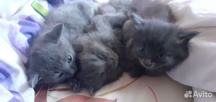 Котята в добрые руки