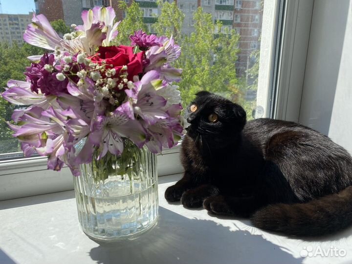 Кошка вислоухая