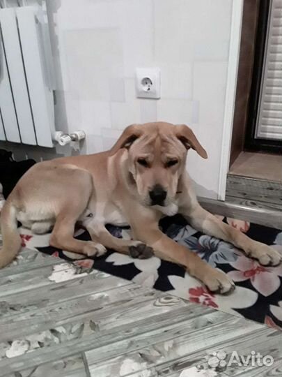 Метис шарпея в дар