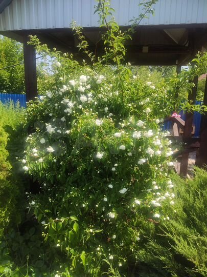 Дача 54 м² на участке 4 сот.