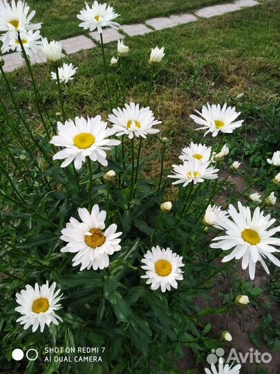 Ромашка крупная на срезку