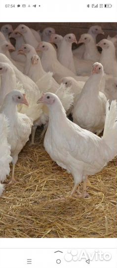 Куры молодки