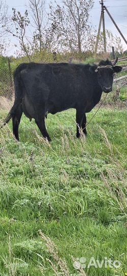 Корова дойная с теленком