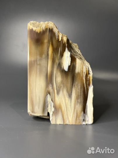 Окаменелое дерево