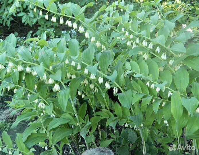 Многолетники садовые