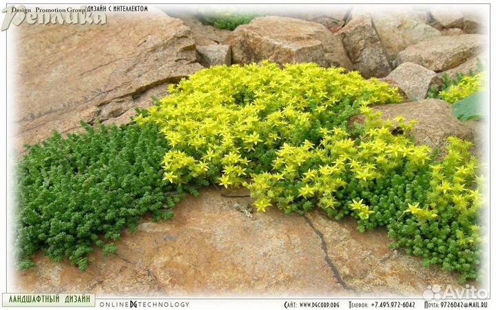 Почвопокровные растения