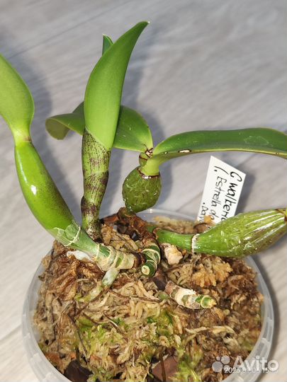 Cattleya walkeriana Tipo