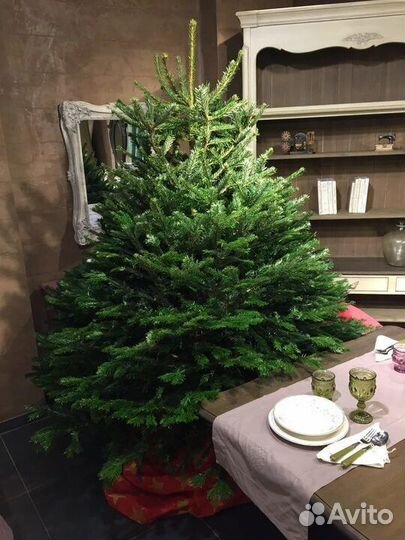 Ёлочка новогодняя Живая ель