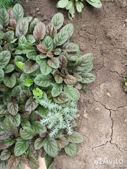 Зелень для украшения клумбы