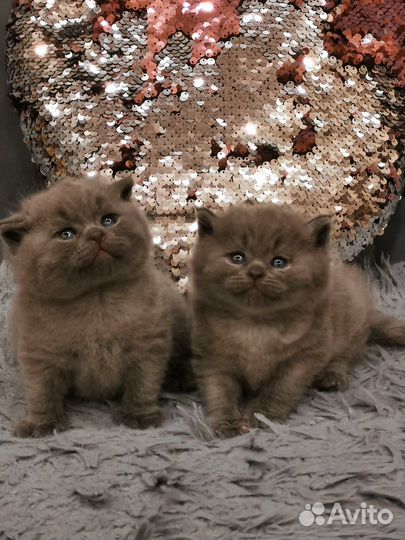 Британские котята
