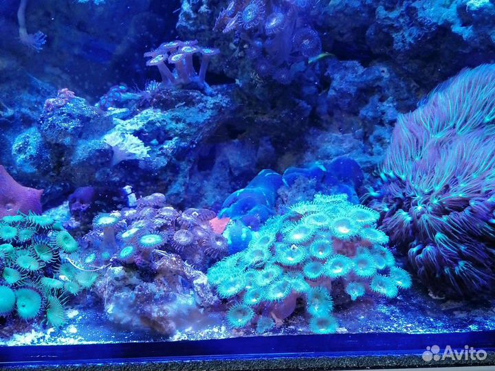 Морской аккариум ораллы