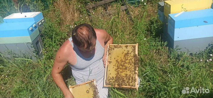 Матки плодные