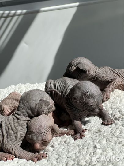 Канадский сфинкс