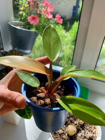 Филодендрон Принц Оранж