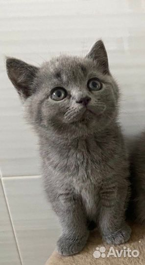 Британские котята