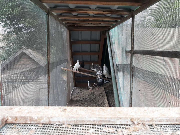 Продажа голубей