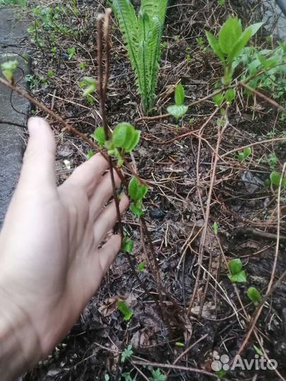 Саженец лимонника