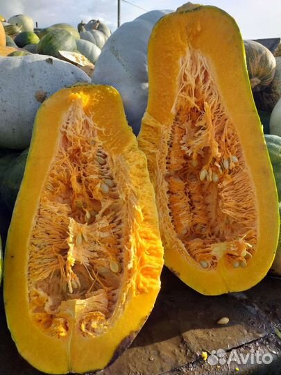 Тыква разных сортов