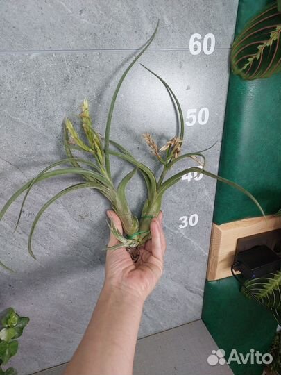 Тилландсия