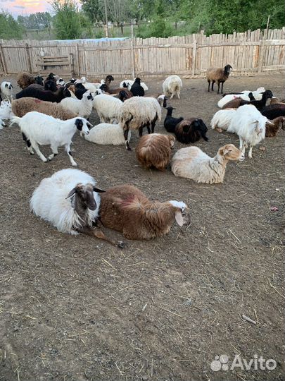 Курдючные бараны овцы