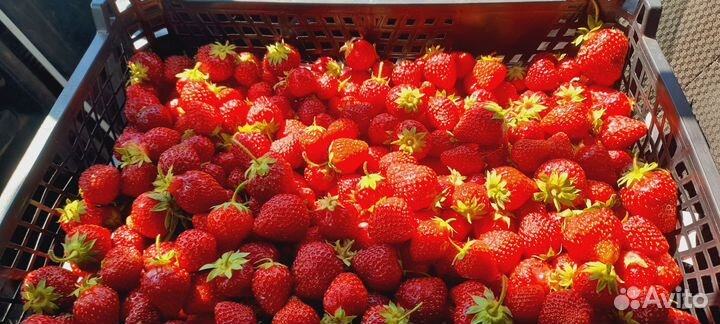 Продукты питания