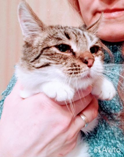 Котенок мальчик 4 месяца