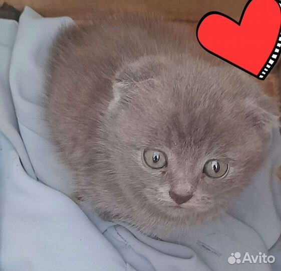 Шотландская вислоухая
